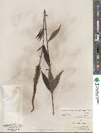 Veronicastrum virginicum image