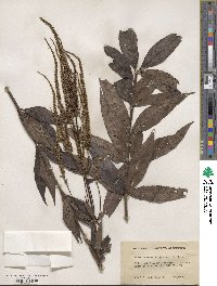 Veronicastrum virginicum image