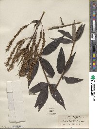 Veronicastrum virginicum image