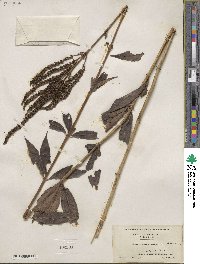 Veronicastrum virginicum image