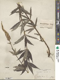 Veronicastrum virginicum image