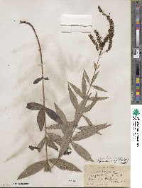 Veronicastrum virginicum image