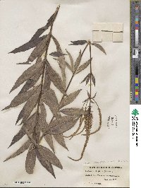 Veronicastrum virginicum image