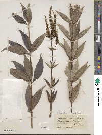 Veronicastrum virginicum image