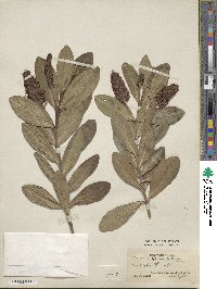 Veronica speciosa image