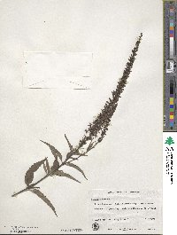 Veronica spicata image