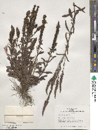 Veronica spicata image