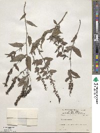 Veronica spicata image