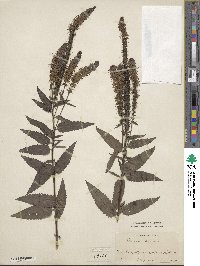 Veronica spicata image