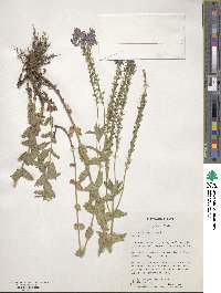 Veronica teucrium image