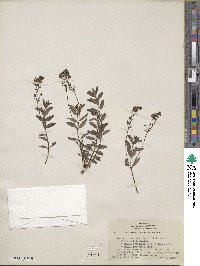 Veronica teucrium image