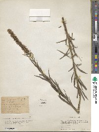 Image of Veronicastrum tubiflorum