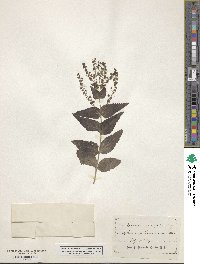 Veronica urticifolia image