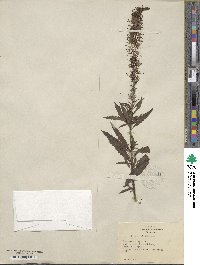 Veronicastrum virginicum image