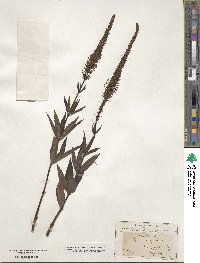 Veronicastrum virginicum image