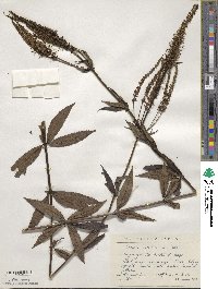 Veronicastrum virginicum image