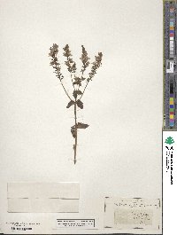 Veronica teucrium image