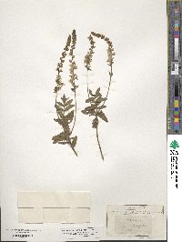 Veronica teucrium image