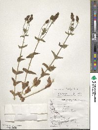 Veronica teucrium image