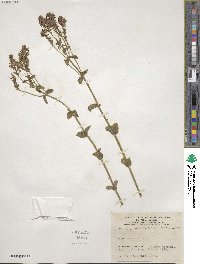 Veronica teucrium image