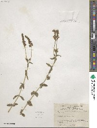 Veronica teucrium image