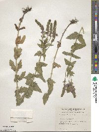 Veronica teucrium image