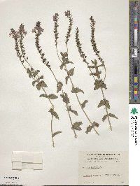 Veronica teucrium image