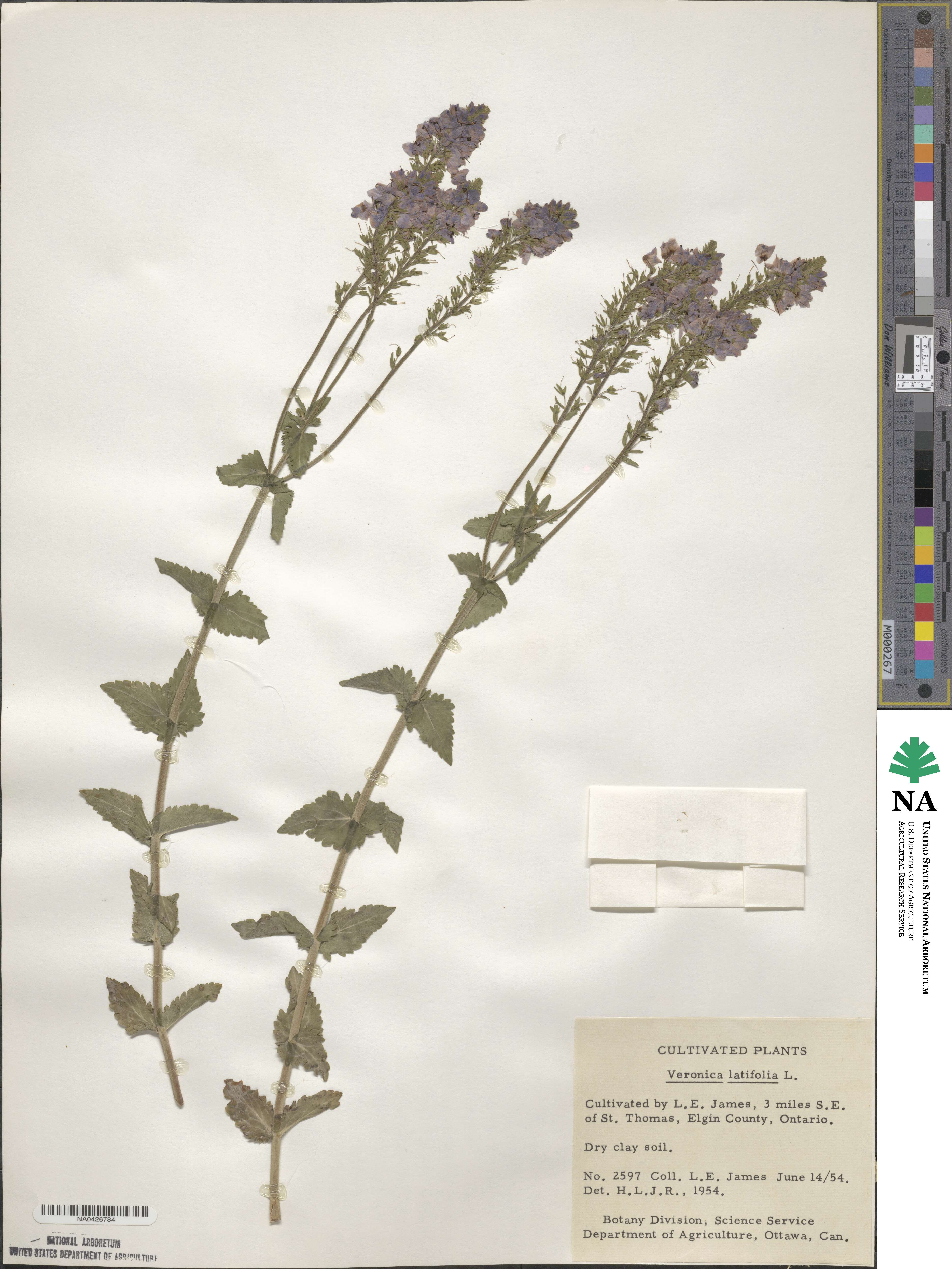 Veronica teucrium image