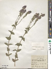 Veronica teucrium image