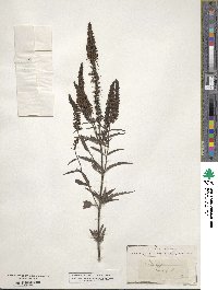 Veronica longifolia image