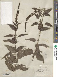 Veronica longifolia image