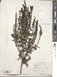 Veronica longifolia image