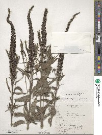 Veronica longifolia image