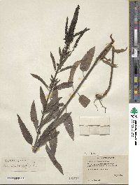 Veronica longifolia image