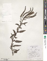 Veronica longifolia image