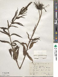 Veronica longifolia image