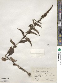 Veronica longifolia image