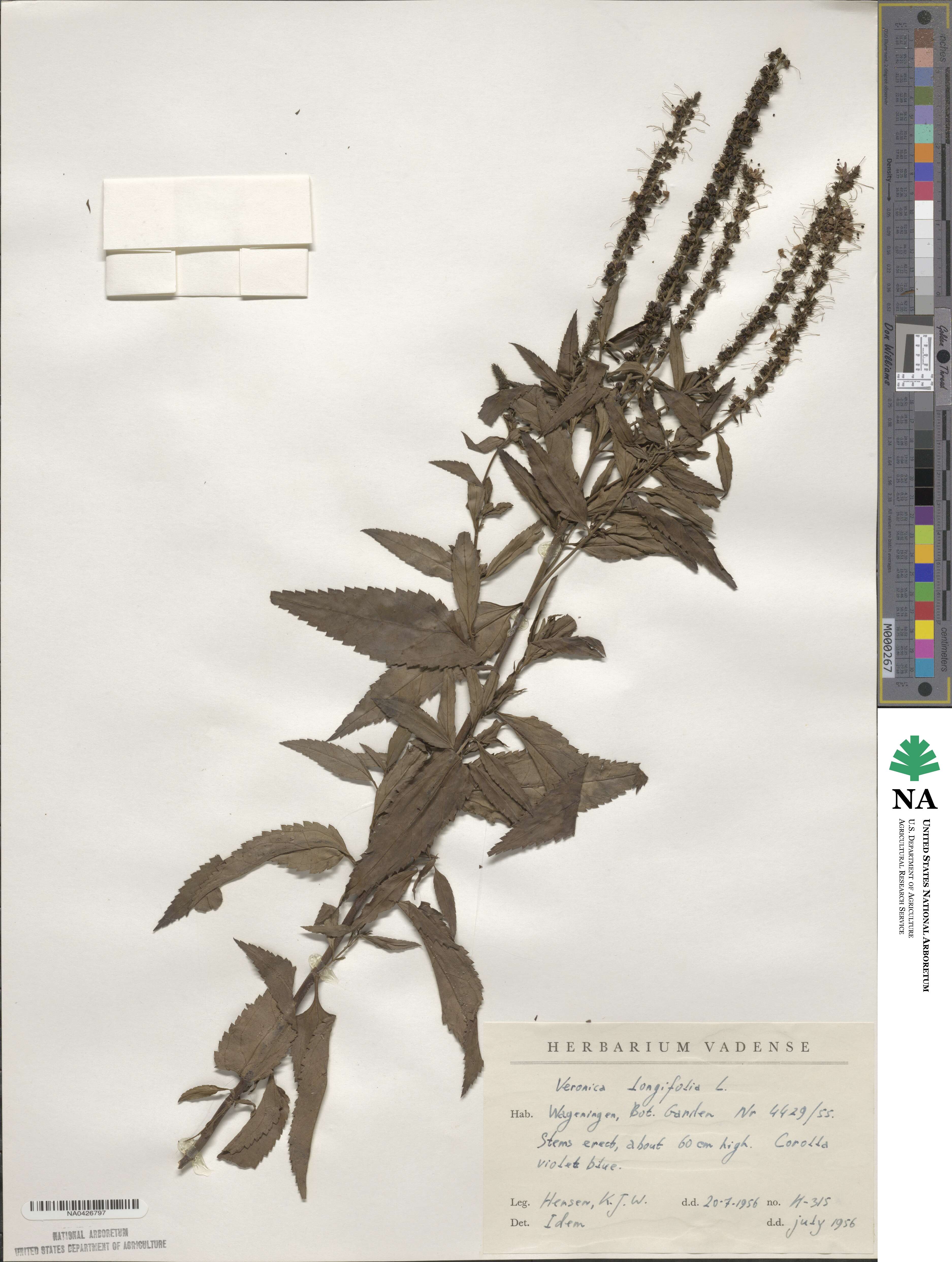 Veronica longifolia image