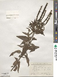 Veronica longifolia image