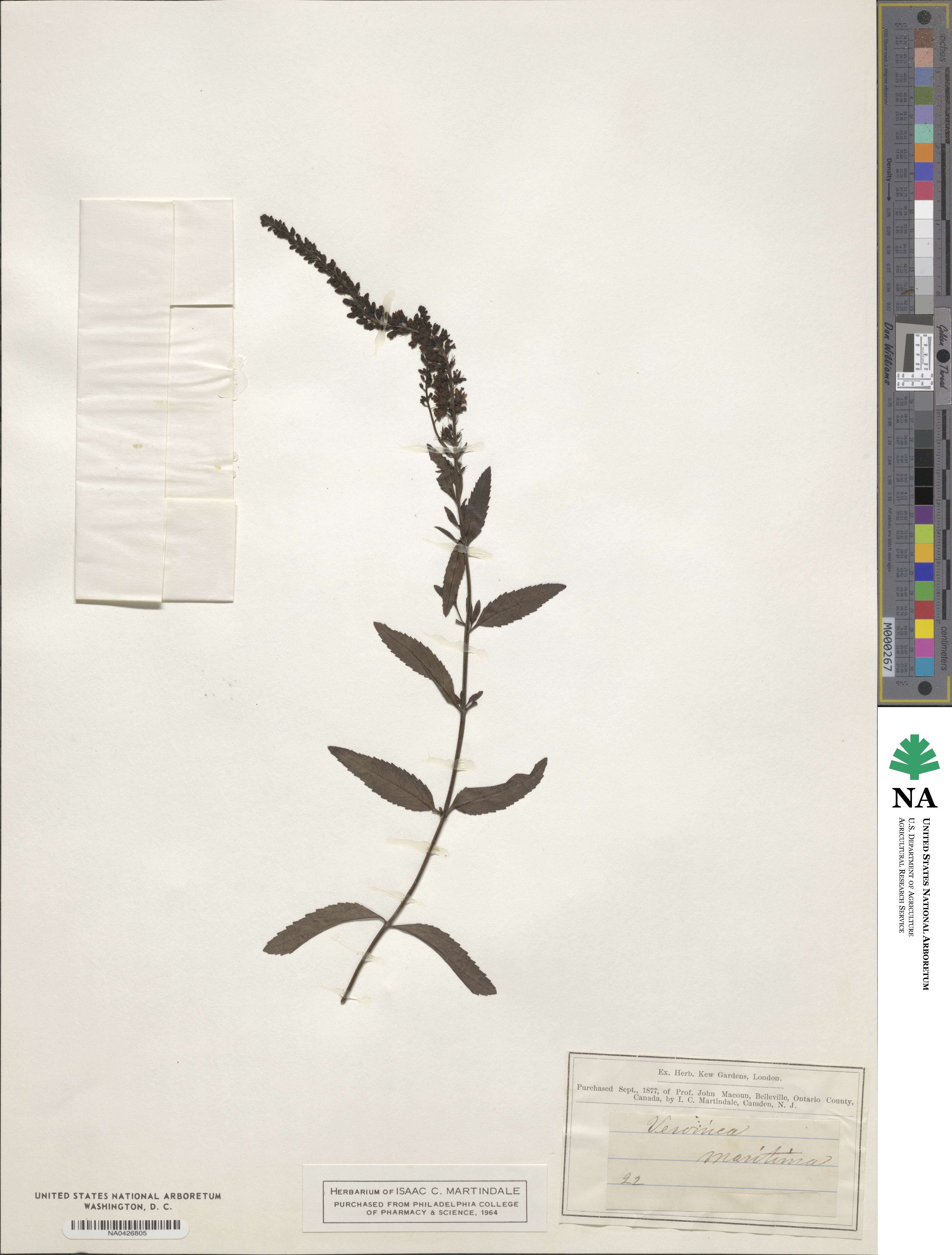 Veronica maritima image