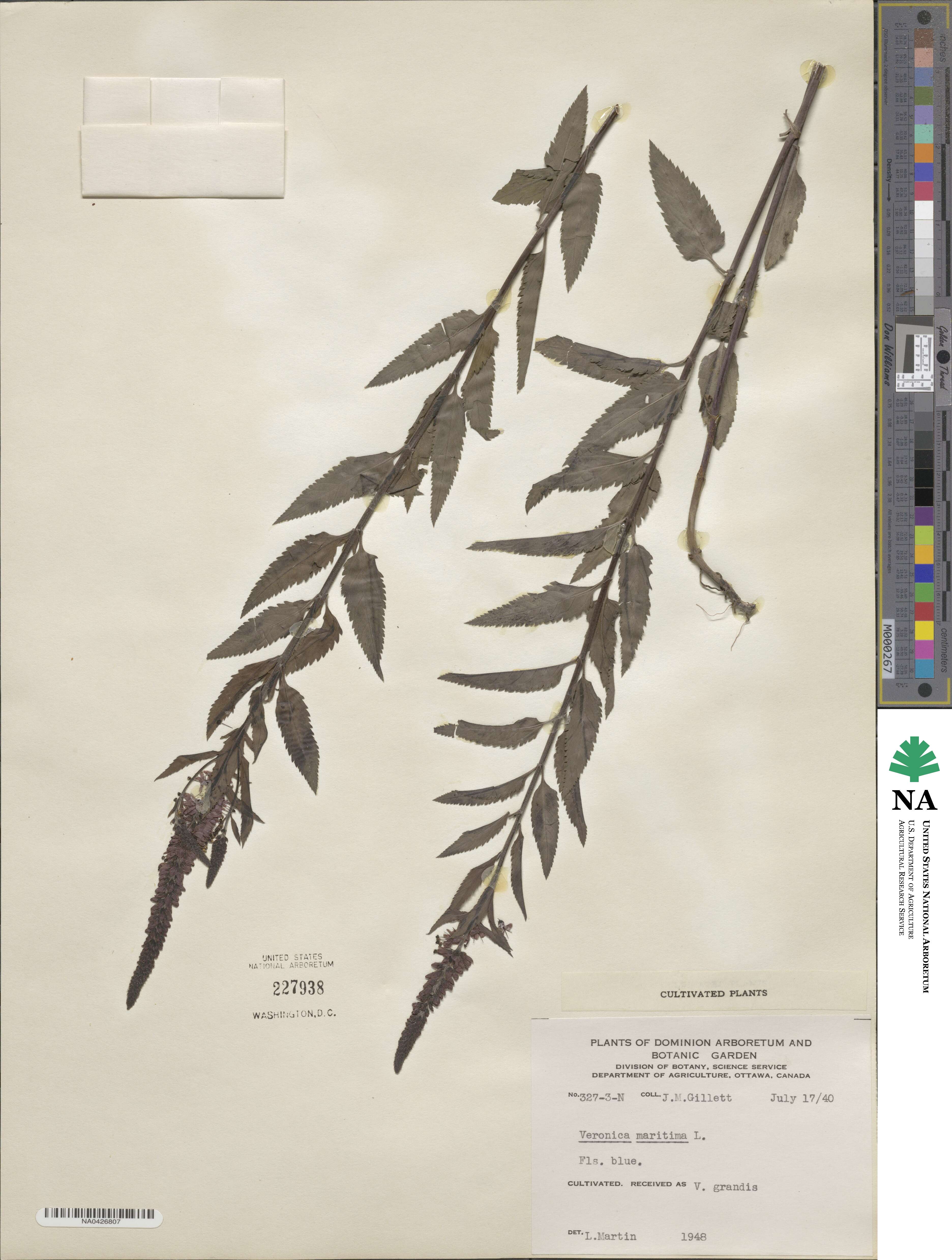 Veronica maritima image