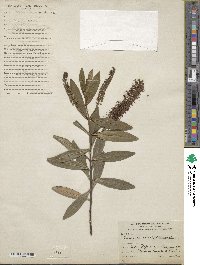 Veronica salicifolia image