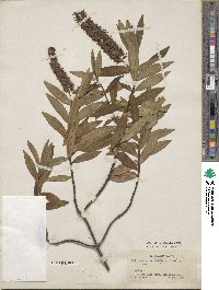 Veronica salicifolia image