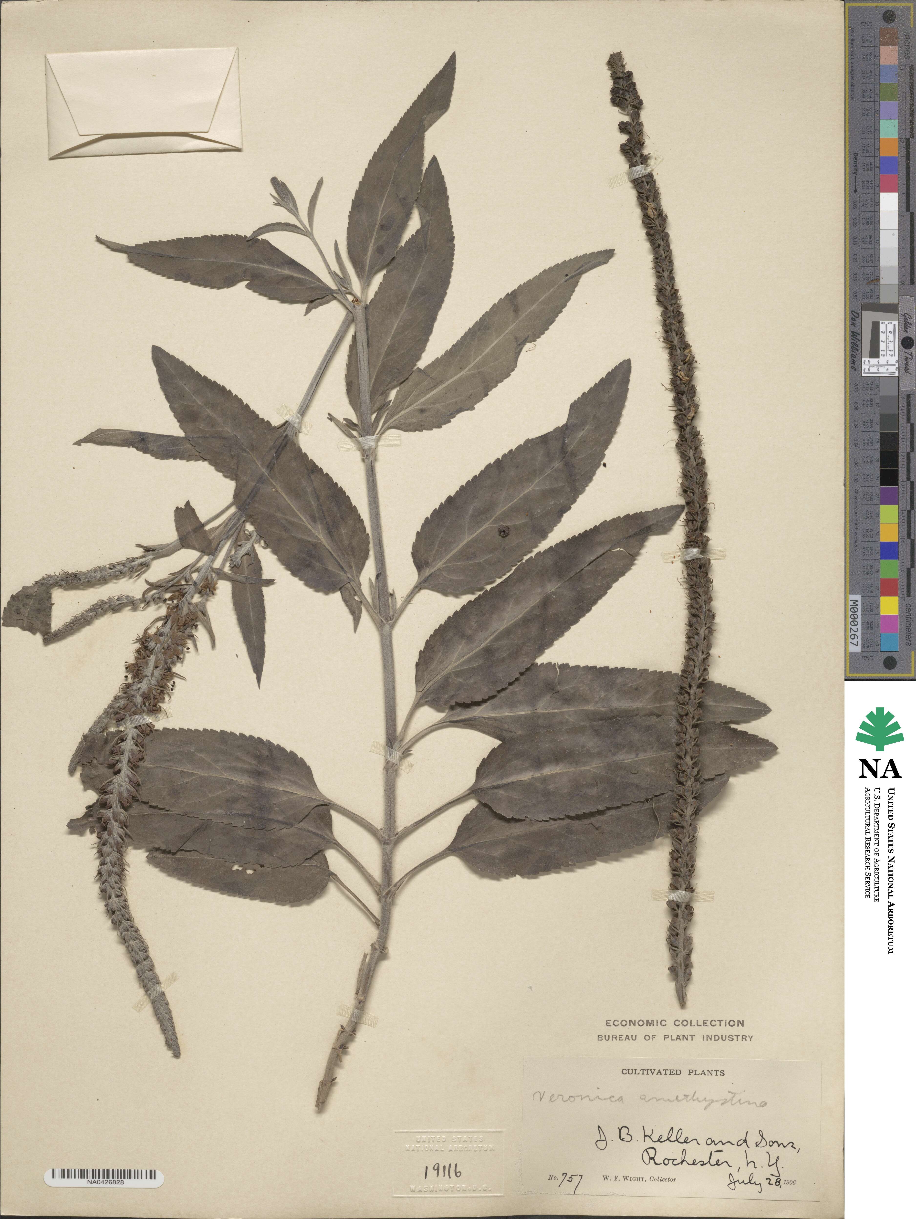 Veronica spuria image