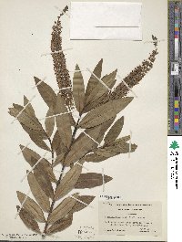 Veronica andersonii image