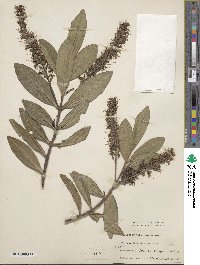 Veronica andersonii image