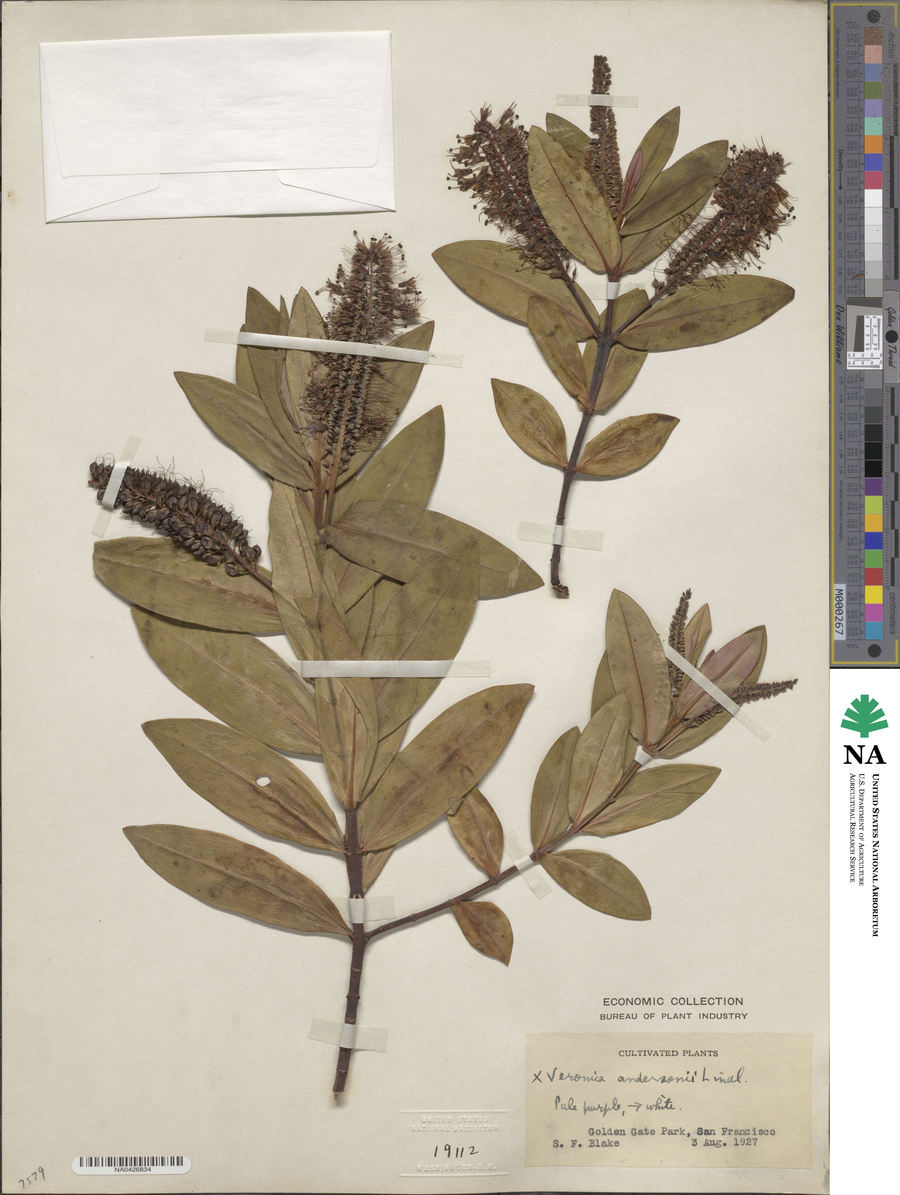 Veronica andersonii image