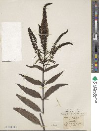 Image of Veronica crassifolia