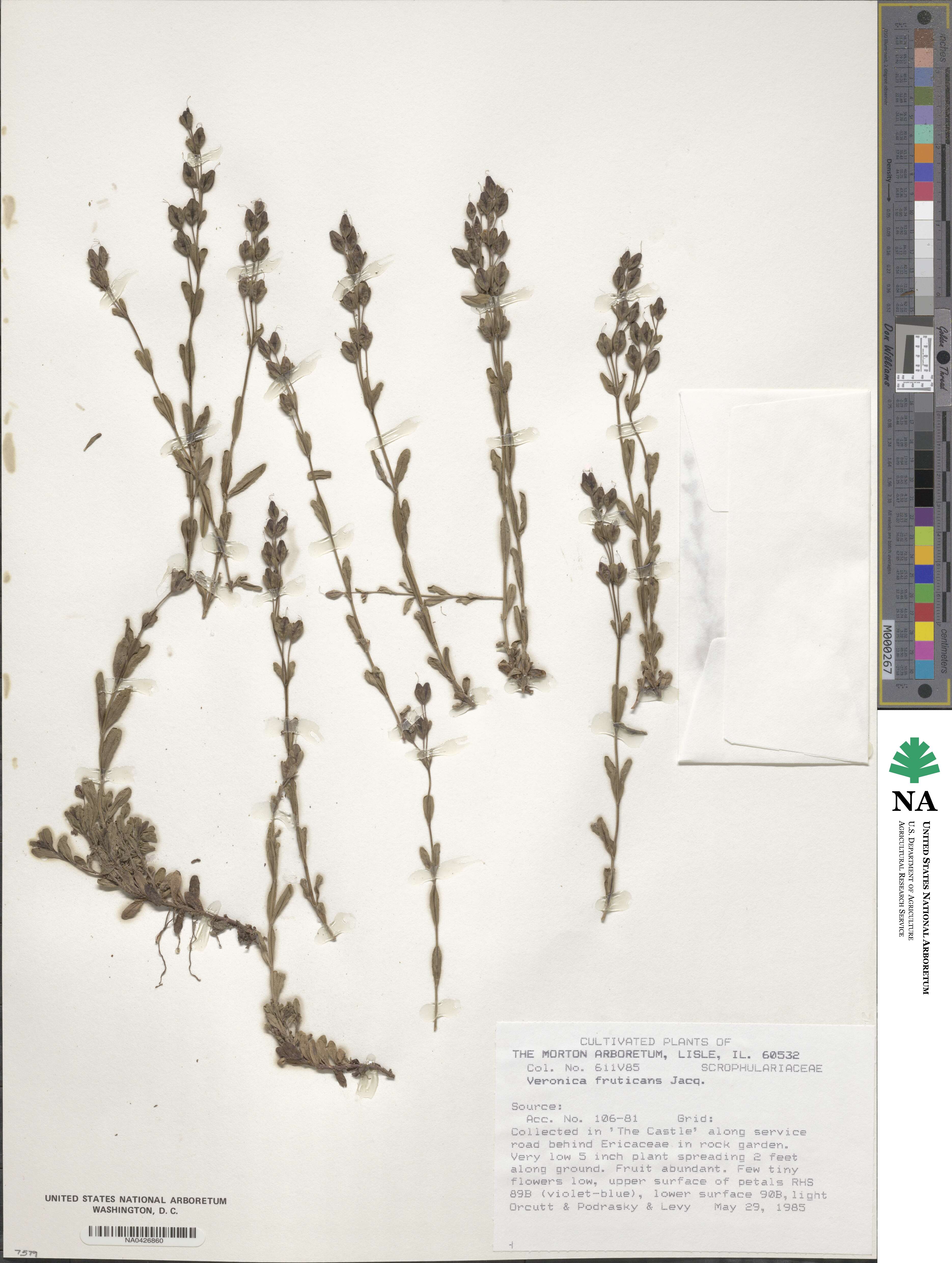 Veronica fruticans image