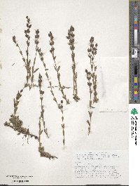 Veronica fruticans image